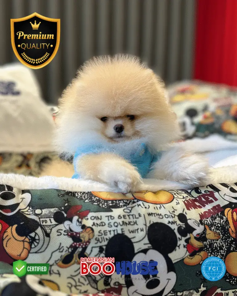 Bobby - Pomeranian Yavru