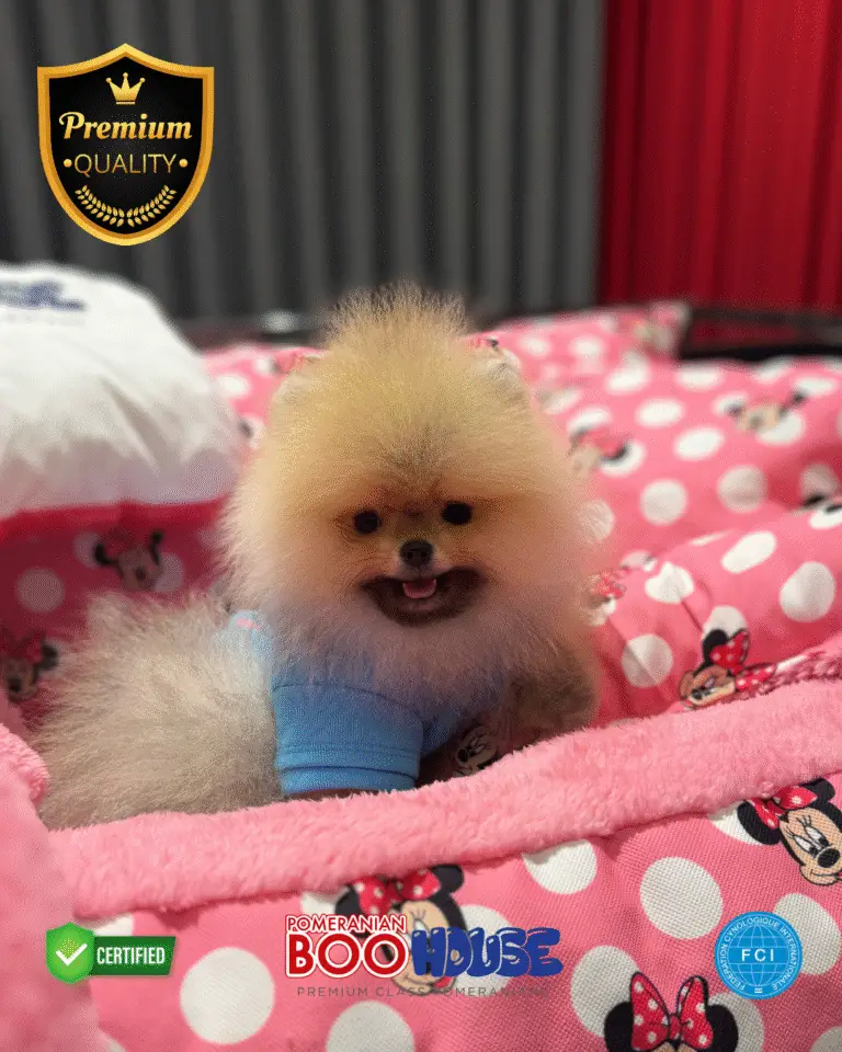 Coco - Pomeranian Yavru