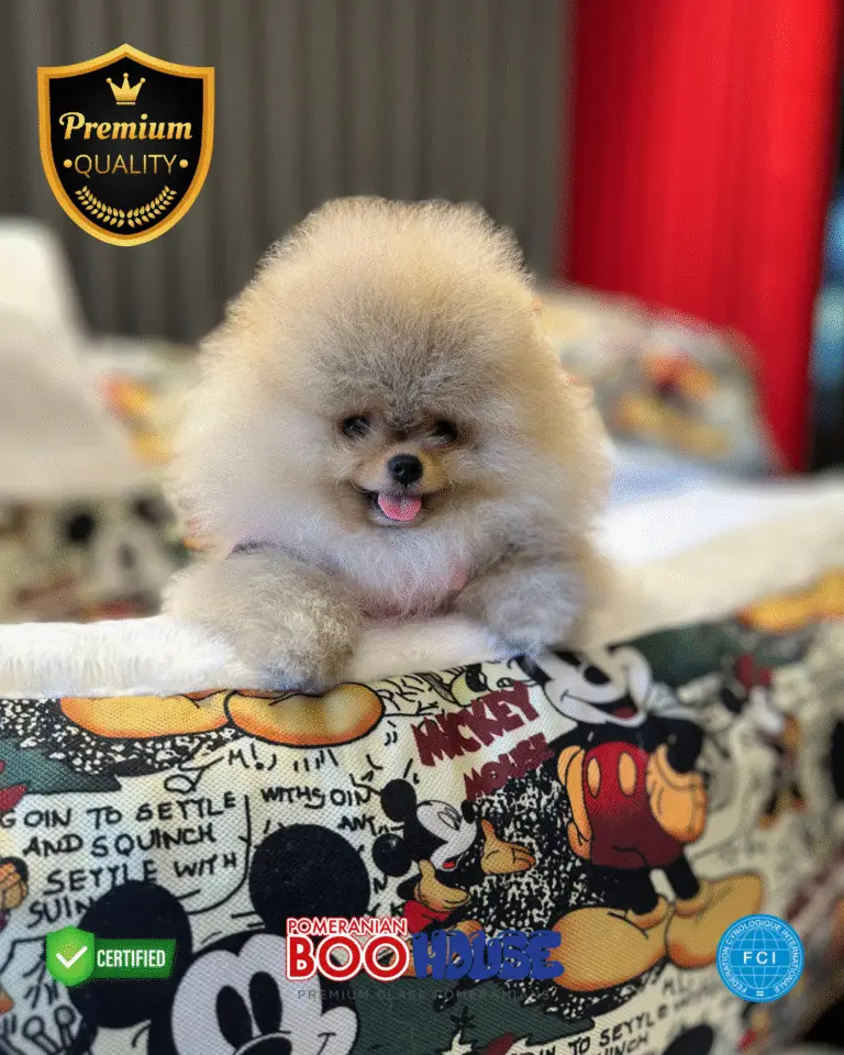 Jessy - Pomeranian Yavru