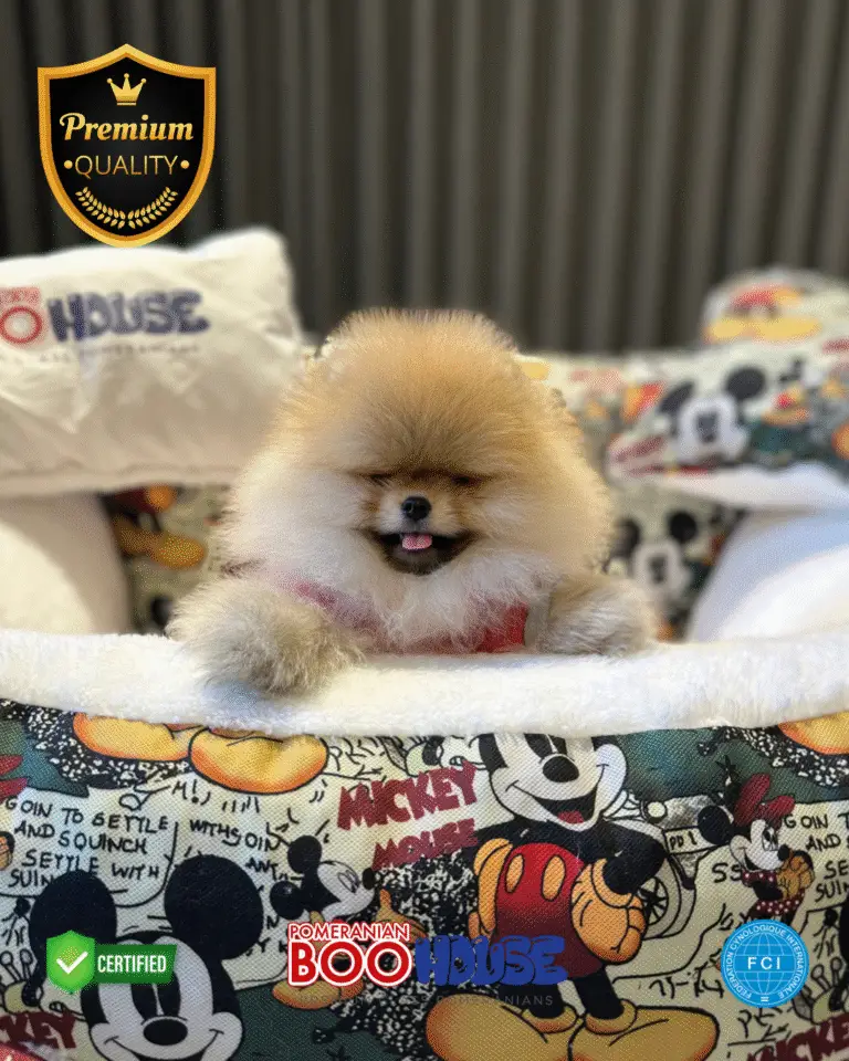 Mc.Quin - Pomeranian Yavru