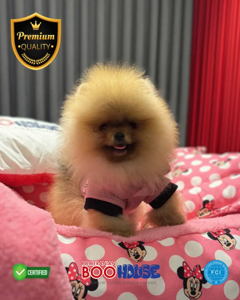Mochi - Pomeranian Yavru