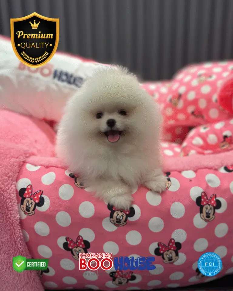 Pixie - Pomeranian Yavru