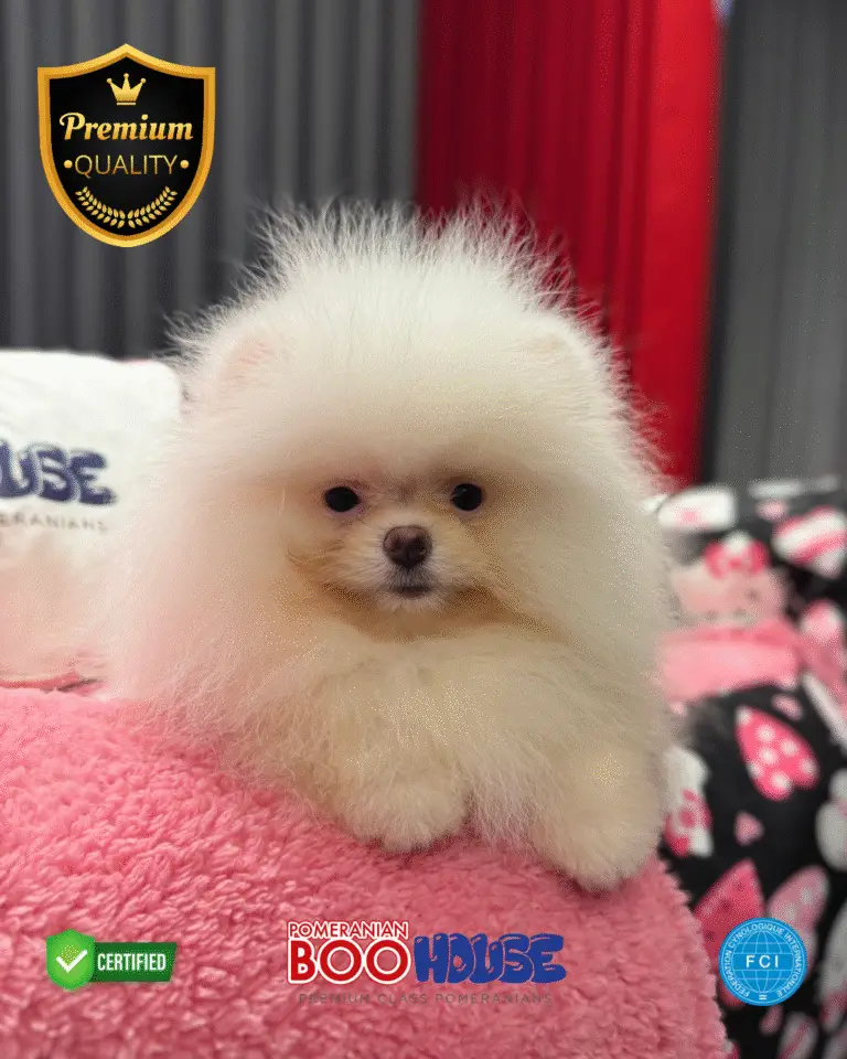 Puffy - Pomeranian Yavru